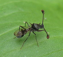 Stalk-eyed_fly_(Diasemopsis)_(4561140578)